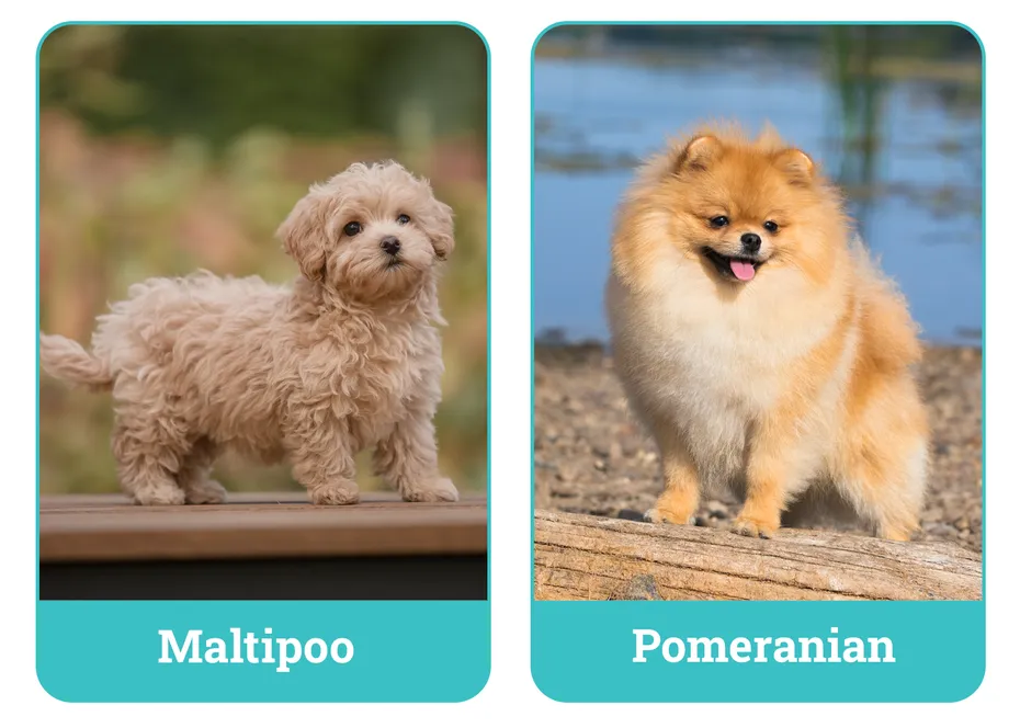 Maltipoo vs. Pomeranian