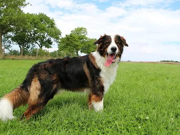 St. Bernard Australian Shepherd Mix: Info, Pictures, Care & More