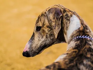 Caravan Hound Dog Breed: Info, Pictures, Care, Temperament & Traits