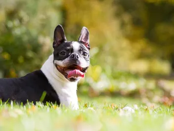 National Boston Terrier Day 2026: When It Is & How It’s Celebrated
