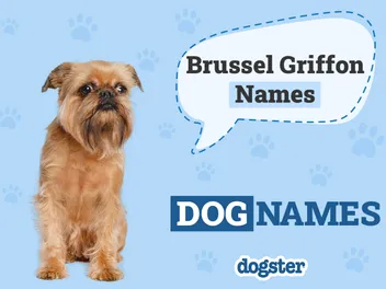 325+ Popular & Unique Brussels Griffon Names: Ideas for Cute and Quirky Dogs