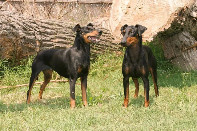 Manchester Terrier Dog Breed: Info, Pictures, History & More