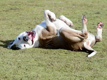 Why Do Dogs Roll on Their Backs? 6 Vet-Reviewed Reasons for This Behavior