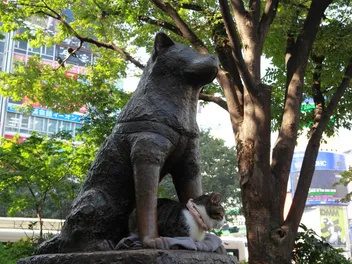What Breed of Dog Is Hachi? The Loyal Pet's Story