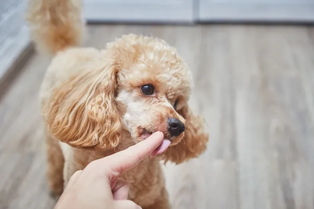 Why Do Poodles Lick So Much? 7 Vet Reviewed Behavioral & Medical Reasons