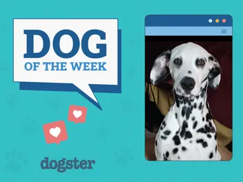 Dogster Photo Contest: Dogs of the Week Winners (November 1, 2024)