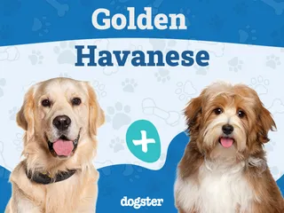 Golden Havanese (Havanese & Golden Retriever Mix): Info, Pictures, Care & More