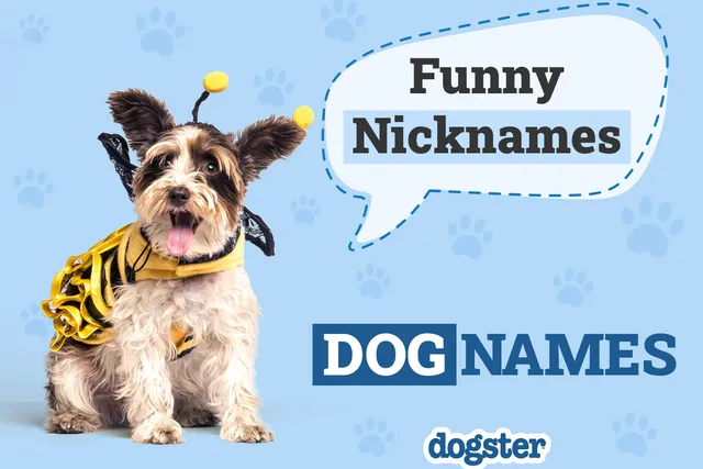 110 Nicknames for Dogs: Funny & Unique Things to Call Your Pet