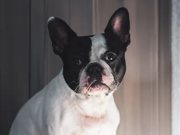 Frenchton Dog Breed: Info, Pictures, Care, & Facts