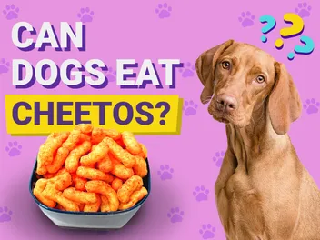 Can Dogs Eat Cheetos? Vet-Approved Reasons, Risks, & FAQ