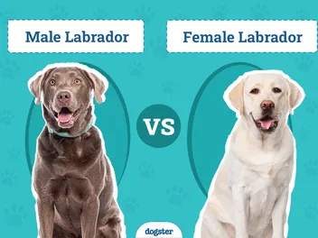 Male vs Female Labrador: The Differences (With Pictures)