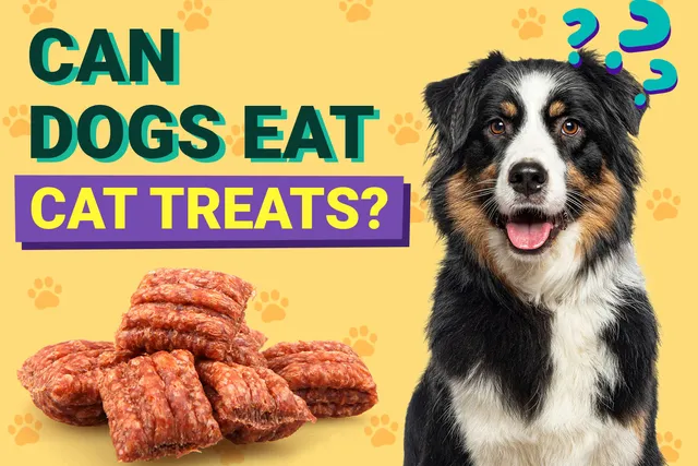 Can Dogs Eat Cat Treats? Nutritional Facts & FAQ (Vet Answer)