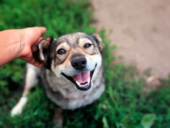 Why You Should Never Pat a Dog on the Head: Reasons & Understanding Canine Behaviors