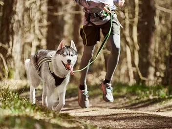 Strut Your Mutt: What Is It & How to Get Involved