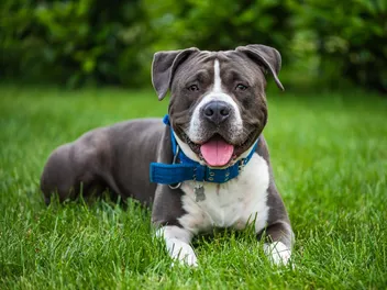 What Were American Staffordshire Terriers Bred For? (History & Facts)