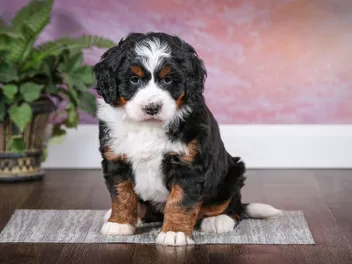 Why Does My Dog Sit Alone in Another Room? 7 Vet-Reviewed Facts & Helpful Tips