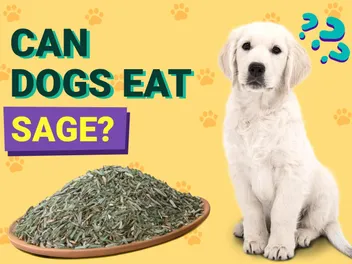 Can Dogs Eat Sage? Vet Approved Facts & FAQ