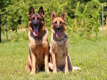 Top 20 Most Popular Dog Breeds in Canada of 2026 (With Info & Pictures)