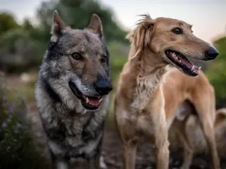 Are Dogs Smarter Than Wolves? Vet Reviewed Facts