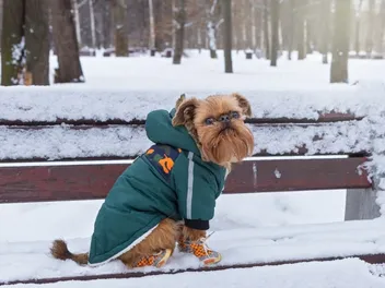 Do Dogs Need Snow Boots? Reasons Why