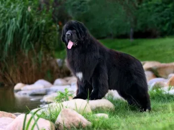How Much Does It Cost to Own a Newfoundland Dog? 2026 Price Guide