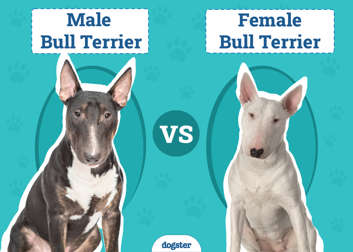 Male vs. Female Bull Terrier