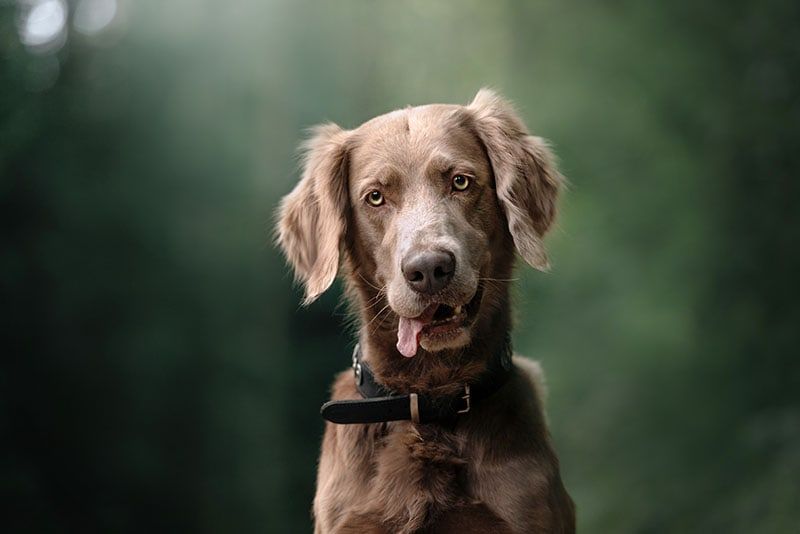Long-Haired Weimaraner