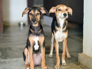 Indian Pariah Dog: Info, Pictures, Care Guide & More