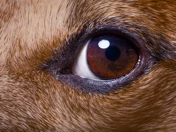 What Does Dog Vision Look Like? Canine Sight Explained (Vet-Verified)