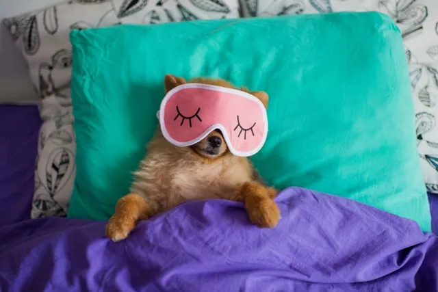 Why Does a Dog Twitch in Their Sleep? Should You Worry?