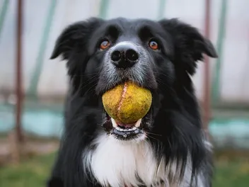 How Long Do Australian Shepherds Live? Average Lifespan, Data & Care