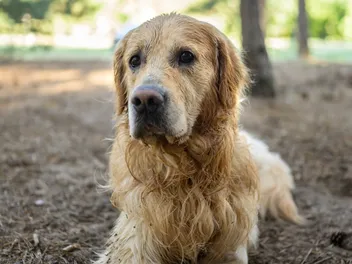 Why Does My Dog Smell So Bad? 7 Vet-Verified Reasons & Helpful Tips