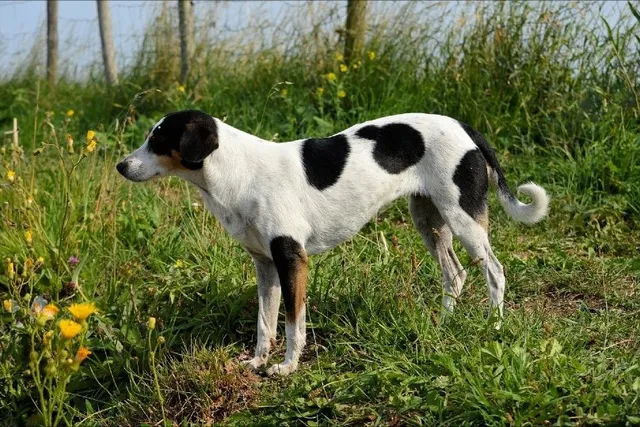 Halden Hound Dog Breed: Info, Pictures, Care Guide & More