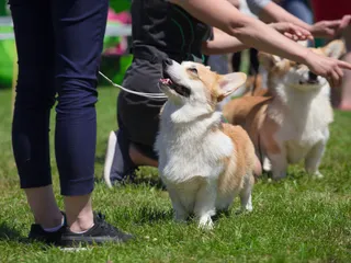 10 Interesting Facts About The National Dog Show