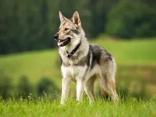 What Is a Wolf Dog & Do They Make Good Pets? Ethics & Legalities