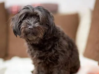 Black Havanese: Info, Pictures, Origin & History
