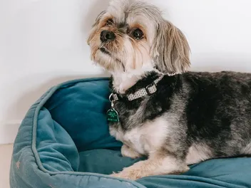 10 Best Dog Foods for Morkies in 2026 - Reviews & Top Picks