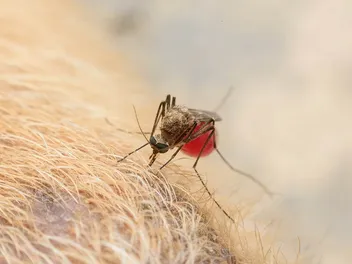 Can Dogs Get Bitten by Mosquitoes? Vet-Approved Signs, Care & Prevention