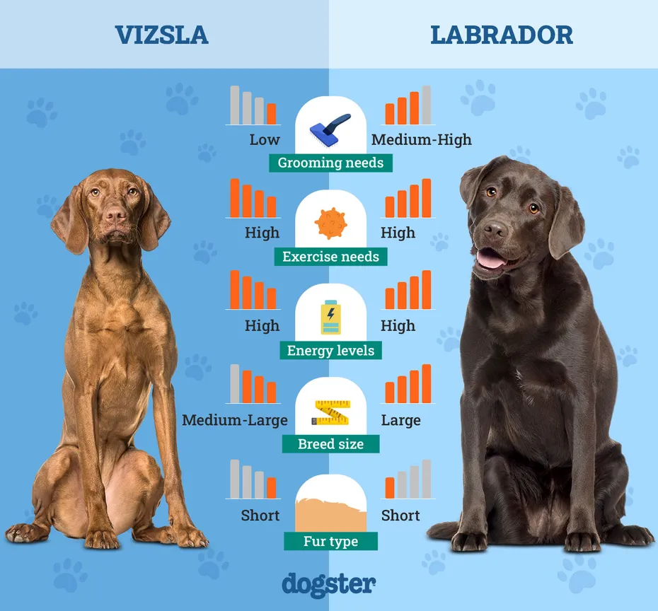 Dogster_Side by Side Comparison_Vizsla vs Labrador