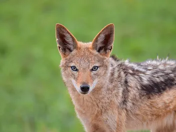 Can You Keep a Jackal as a Pet? Can They Be Domesticated?