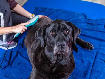 What Does Laser Treatment Do for Dogs? Vet Approved Facts & FAQs