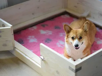 6 Best Dog Whelping Boxes – 2026 Reviews & Top Picks
