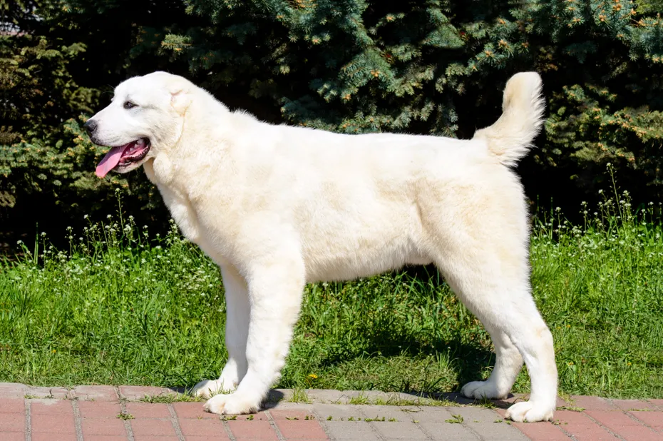 Central Asian Ovcharka stands in the park side view