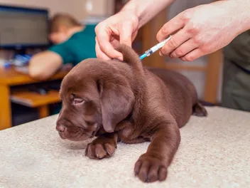 Side Effects of the Rabies Vaccine in Dogs: Our Vet Explains