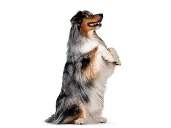 How to Teach a Dog to Sit Pretty: 8 Vet-Approved Tips
