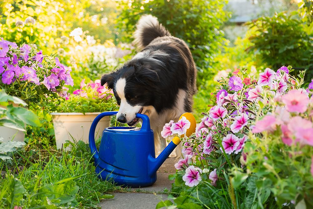 border collie holding a watering can at the garden