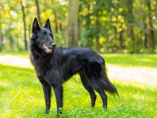 Belgian Sheepdog: Info, Pictures, Facts, Traits & History