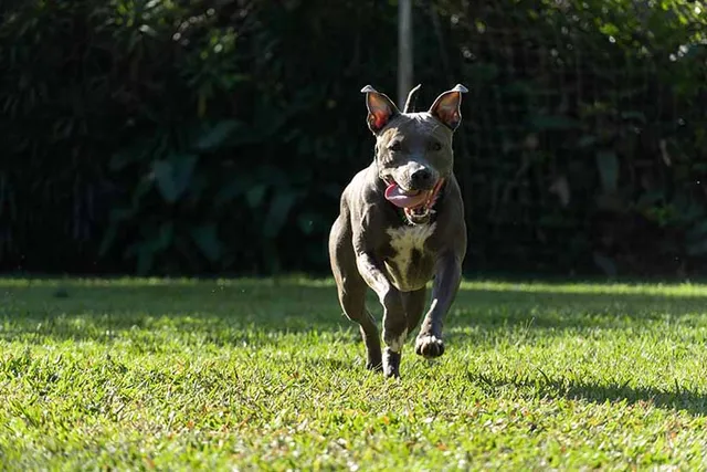 Blue Brindle Pitbull: Info, Pictures, History & More
