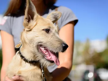How to Rehome a Dog: 16 Vet-Approved Steps