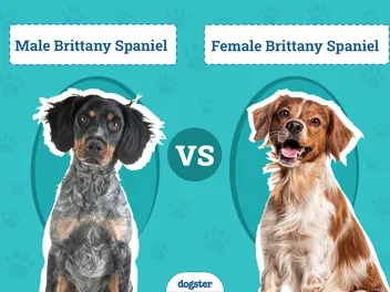 Male vs Female Brittanys: What’s The Difference (With Pictures)